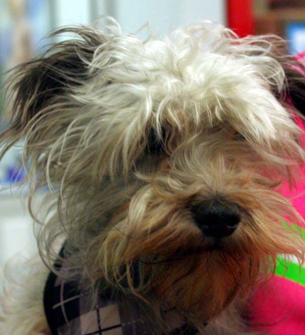 Pets of the Week: Darwin
